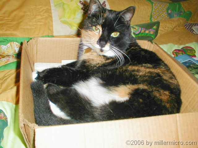 000924MorganBox The end of the tail; uh, tale (fur now).
For more information on the Cochituate Rail Trail, see:
<a href=http://www.millermicro.com/crt.html>http://www.millermicro.com/crt.html</a> -
<a href=http://www.crtrail.org/>http://www.crtrail.org/</a> -
<a href=http://www.millermicro.com/eventscalendar.html>http://www.millermicro.com/eventscalendar.html</a>
<br>
This presentation is copyrighted 2006 by <a href=http://www.millermicro.com/>Miller Microcomputer Services</a>.