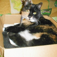 000924MorganBox The end of the tail; uh, tale (fur now).
For more information on the Cochituate Rail Trail, see:
<a href=http://www.millermicro.com/crt.html>http://www.millermicro.com/crt.html</a> -
<a href=http://www.crtrail.org/>http://www.crtrail.org/</a> -
<a href=http://www.millermicro.com/eventscalendar.html>http://www.millermicro.com/eventscalendar.html</a>
<br>
This presentation is copyrighted 2006 by <a href=http://www.millermicro.com/>Miller Microcomputer Services</a>.