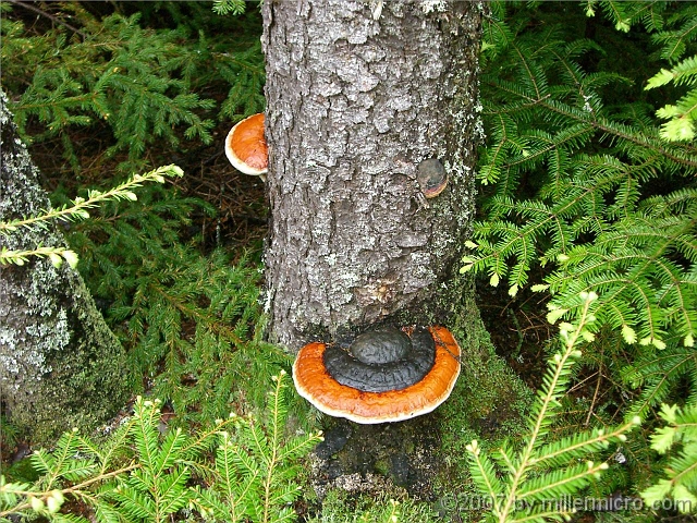 070602ColdRiverCamp_ShelfMushroom_1024 We were too busy to take a lot of photos. But I couldn't resist stopping for this photo of pretty Shelf Mushrooms. They're big; the spruce trunk is about a foot in diameter.