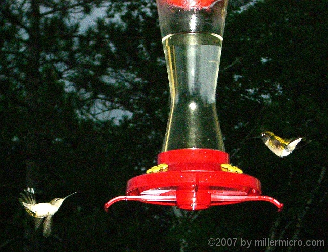 070602Hummingbirds1 Hummingbirds are a regular feature at the porch of the Lodge.