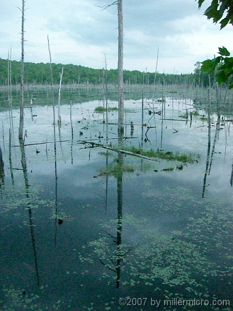v070601ColdRiverCamp_MooseBog_1024 On the first evening, after Bernie showed us the high points of Cold River Camp, he showed some of the neighborhood. Deer Meadow Bog is a few miles away. It lies along the Evergreen Valley Road extension of Deer Hill Road.