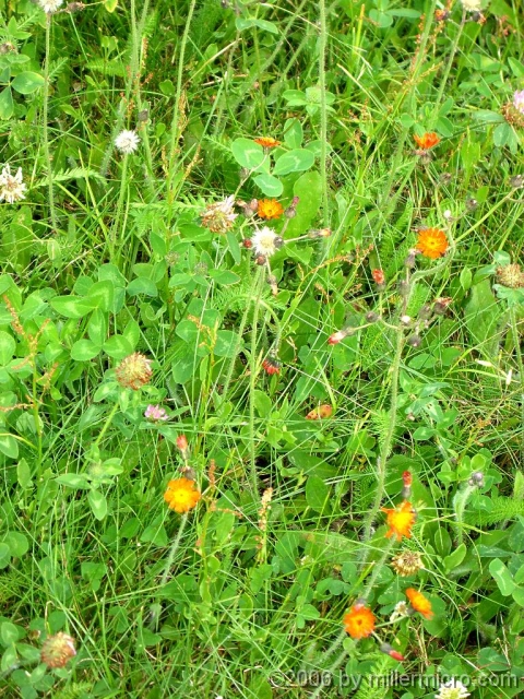 -v060623Wildflowers And here's some wallpaper if you use a portrait-mode display!
(HINT: Under the image, click to download the original image for your desktop wallpaper.)