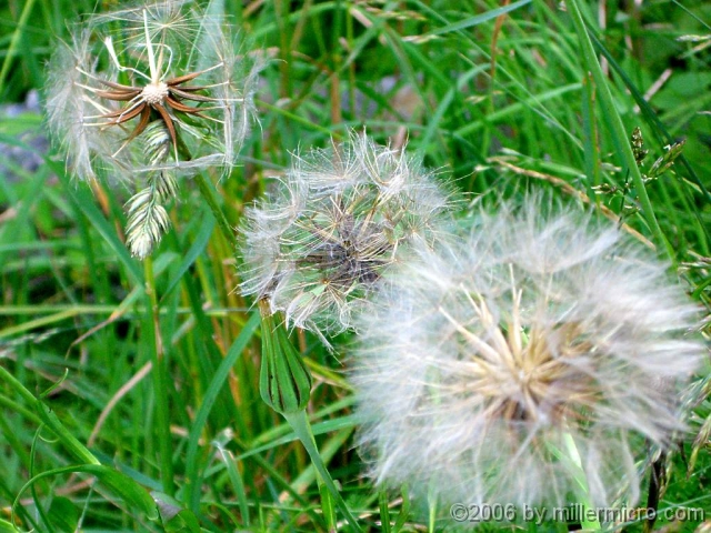 060627Dandelions Dandelions! To some they're weeds. Some see their beauty. And then there's dandelion wine...