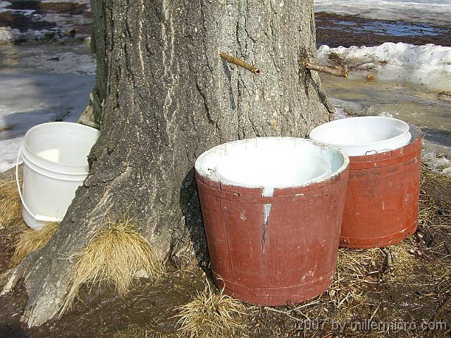 070303SyrupingColonialStyle2 Maple sugaring hasn't changed THAT much since the Indians taught the settlers how. But the implements have. In the good old Colony days, they used wooden buckets like these brown ones. These Colonial-style spiles were made of sumac shoots, because the central pith is easily removed to make a tube. The clear, watery sap drips into each bucket -- faster in a good season, and as the tree warms in the sun.