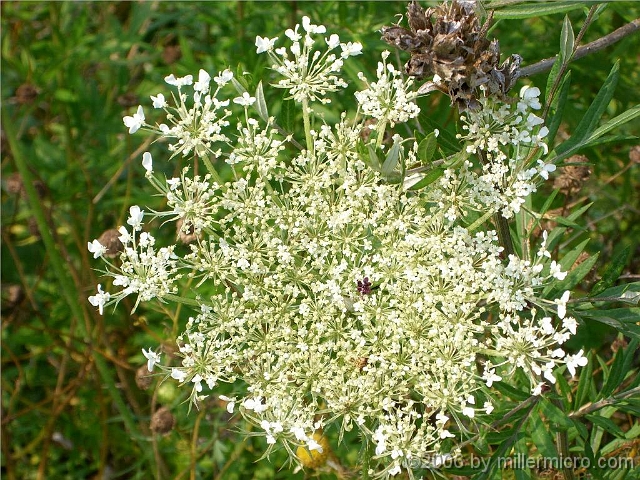 060727SpectacleIslandFlowers1 On our island walk, we find other flowers by our feet. Queen Anne's lace...